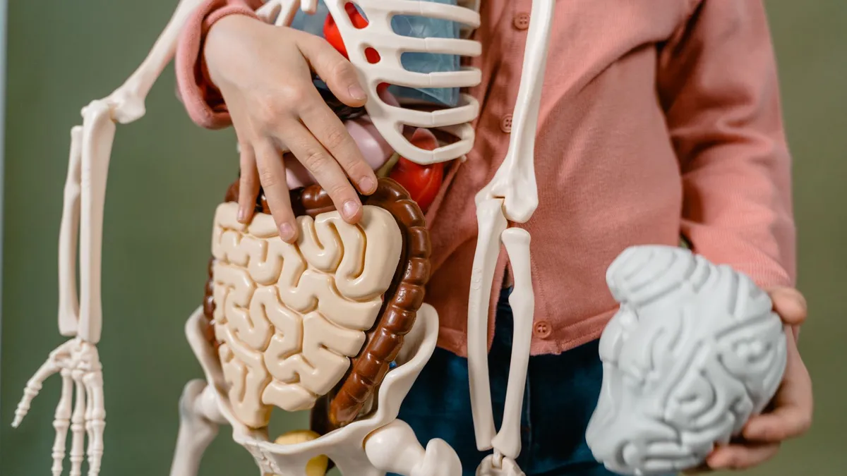 Präfrontaler Cortex – Symbolbild