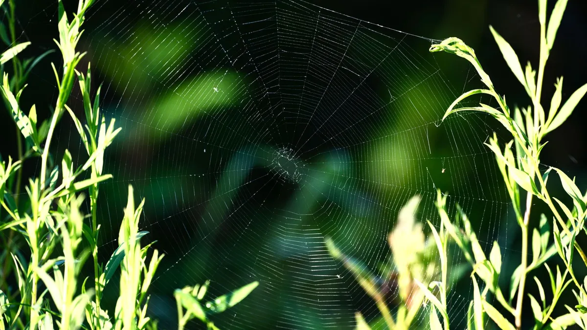 Arachnophobie – Symbolbild